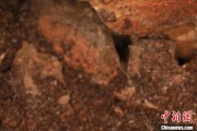 梦见搓澡江西发现蜘蛛新物种 为研究呵叻蛛属适应区域提供依据